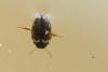 Hydroporus tessellatus